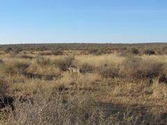 Warthog on the run!