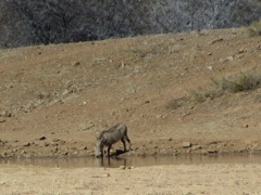 Warthogs at the waterhole