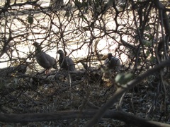 Spurfowl (Francolins) at the blind.  They practically walked right in with us, as did a warthog, until she caught scent of us and ran.