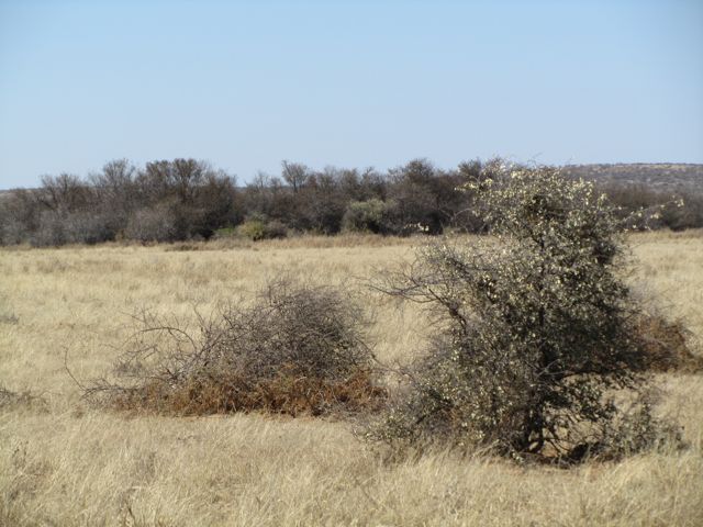 I sat for a couple hours in front of those dense thornbush trees waiting for the herd to move int a good place to take the shot.