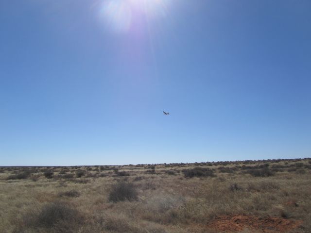 Eagle soaring