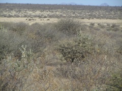 Watching the herd, they are about 200 yards away.