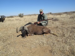 Black Wildebeest