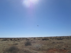 Eagle soaring