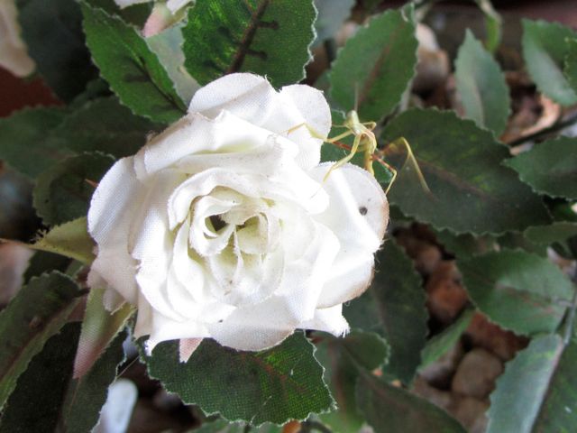 Praying Mantis on the flower