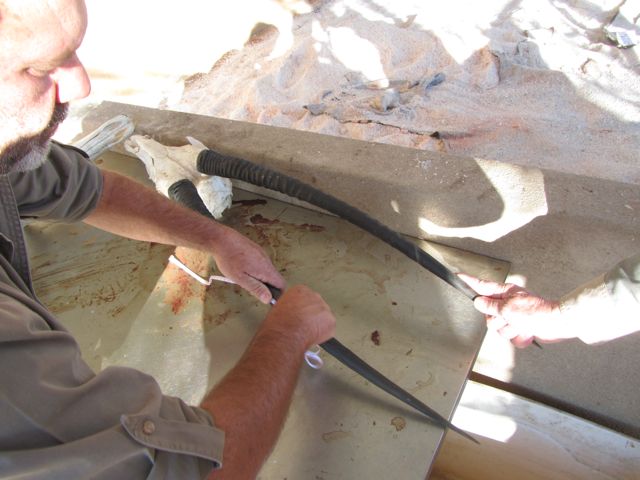 Corney measuring Dad's Gemsbok