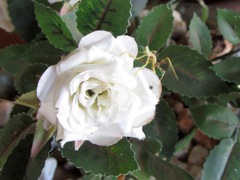 Praying Mantis on the flower