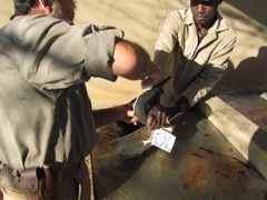 Measuring my Black Wildebeest