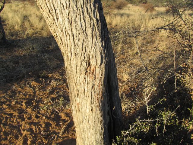 More leopard tracks