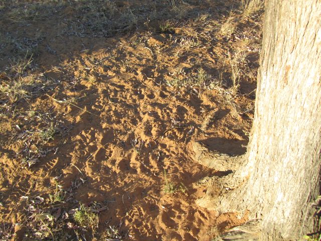 Tracks under the tree