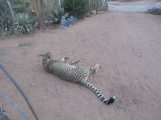 Tame Cheetah