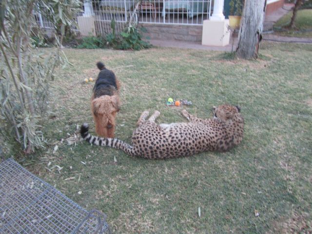 Playing with his toys, just another pet.