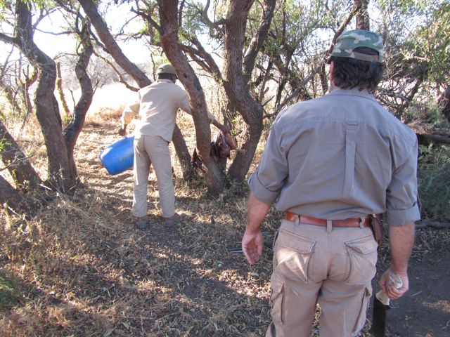 Bucket of offal (really awful) to get the smell going to attract leopards to the bait.