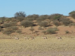 Gemsbok