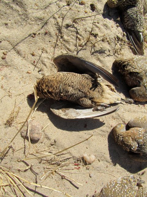 Namaqua Sand Grouse