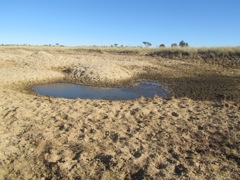 A little waterhole on the property