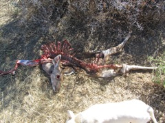 Young kudu killed by a cheetah