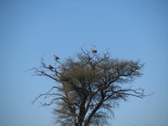 Vultures