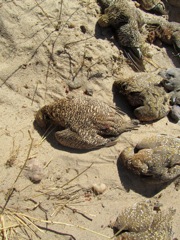 Sand Grouse