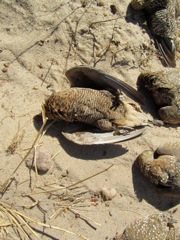 Namaqua Sand Grouse