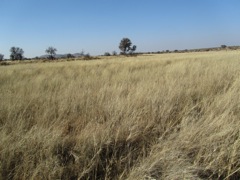 Vast grass surrounds the house