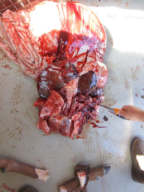 Internal organs of my Hartebeest.  His heart and lungs were destroyed, affording a quick death.