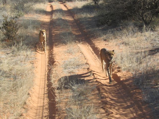 Cheetah