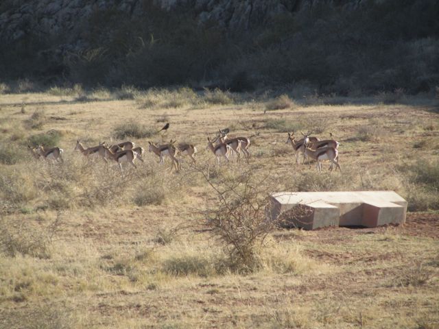 Springbok