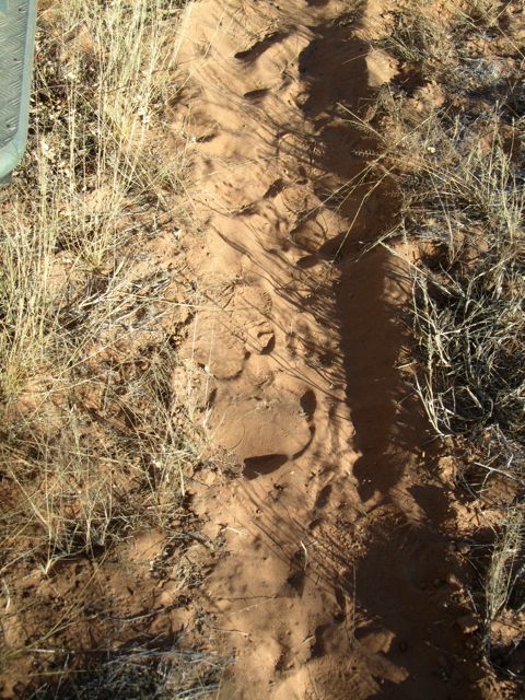 Rhino tracks