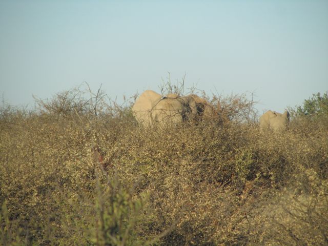 Heads over the trees