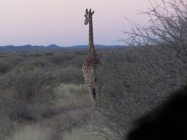 Giraffe really are slender