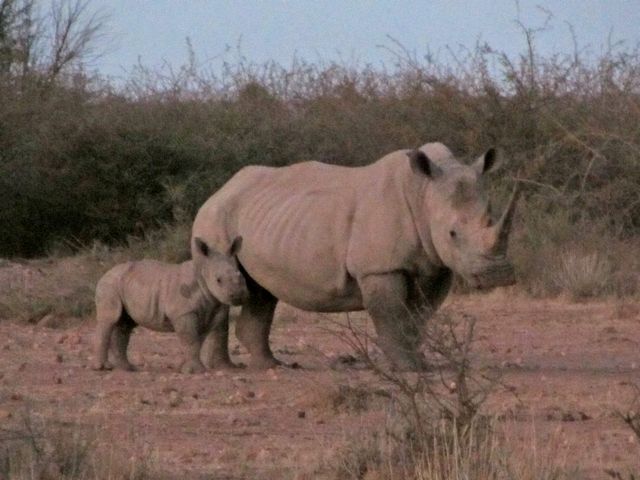 Rhino and baby