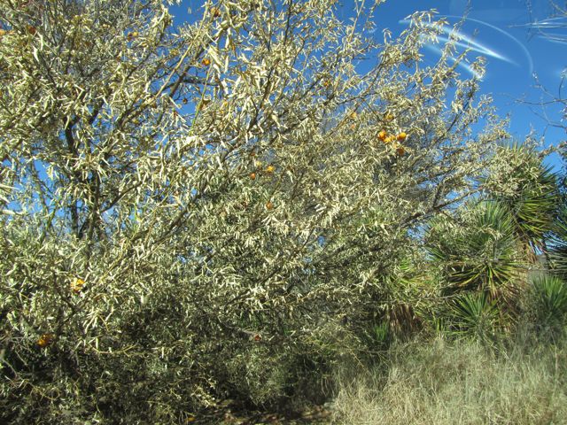 Oranges damaged by the frost.  It was cold this winter.