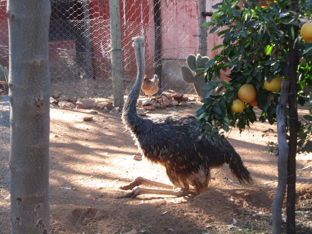 Sitting ostrich