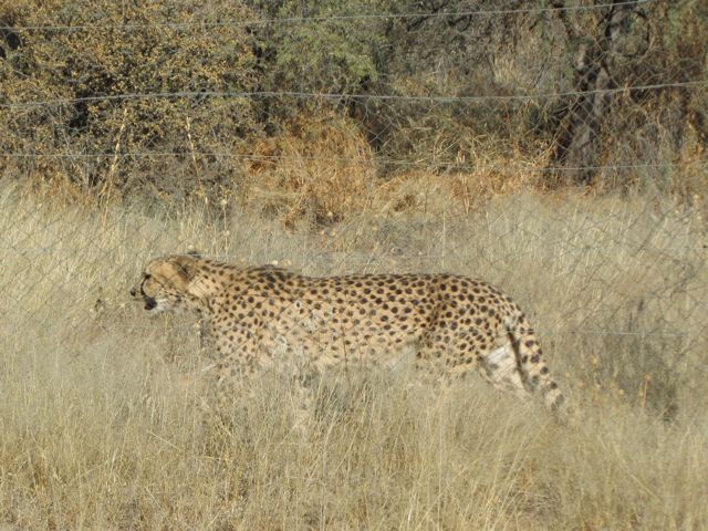 Cheetah