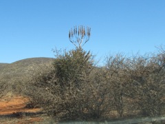 Giant Aloe