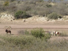 Horses, Kudu and baboons