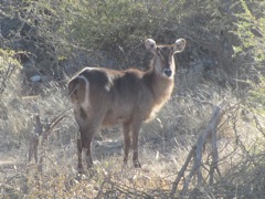 Waterbuck female