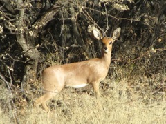Steenbuck, a very small (20 pound) antelope