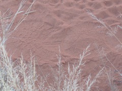 Elephant footprints