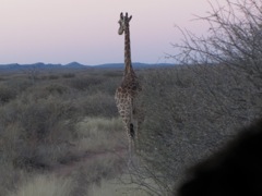 Giraffe really are slender