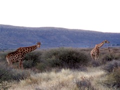 3 Giraffes