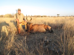 Dale's Red Hartebeest.  A grand example, with symmetric horns that are just starting to turn outward, a sign of advanced age.