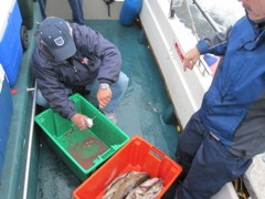 Two Canadians gut their fish.