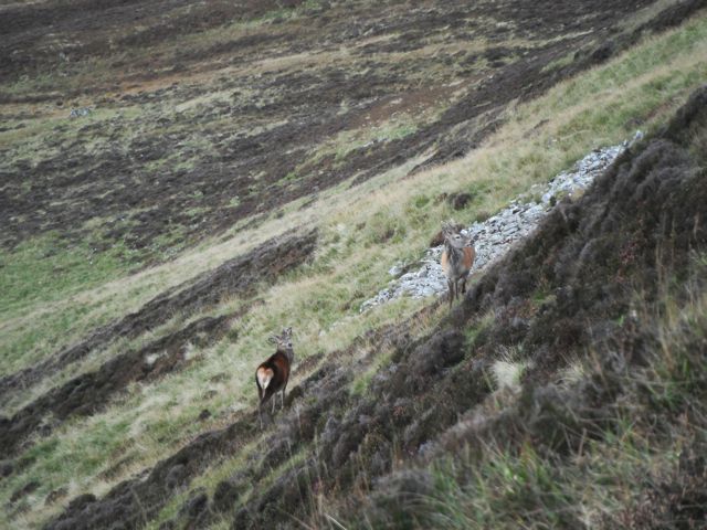 Peter & I surprised these two Stagies (young male Red Deer, not matured yet) on the way down a hill.  This is 5x zom, so we were quite close (less than 100 yards).  The Stagies just looked at us, then browsed some food and walked off.