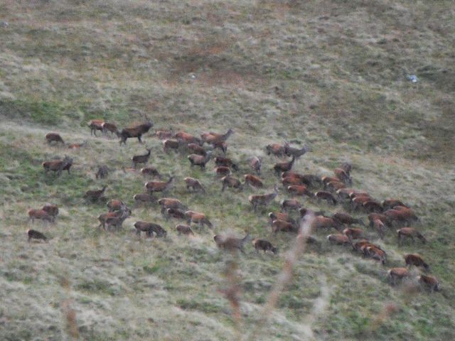 Nice herd of hinds, no?