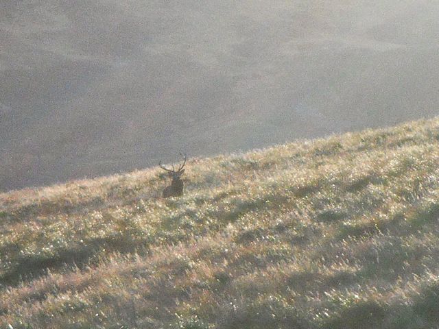 On my way back I had seen a large herd of stags across the valley.  I manouvered to intercept them and was rewarded with this huge stag, who watched me for a while as his herd of 50 or so hinds caught up.  They moved out past me.  What a thrill to see!