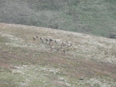 Over 500 yards away, these beasts flushed away from us when they caught our scent on the fickle winds.  If hunting was easy, everybody would do it, right?