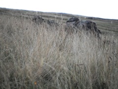 Dieter & Peter stalk a beast that just came over the hill, 400 yards away.  He was a welcome surprise...