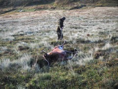 Ghillieing my stag down the hill.  A Ghillie is a person who fetches animals and gets them back to the gamekeeper for slaughter.